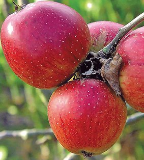 Сорт яблок Беркутовское в Кромские сады Орловской области